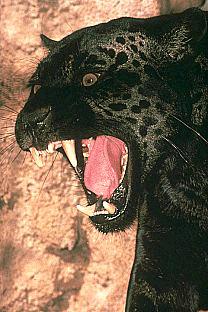 Blackpanther - 71.jpg